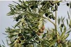 Olive Leaf benefits