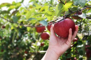 picking apple healthy leaving